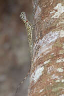 Image of Dusky Gliding Lizard