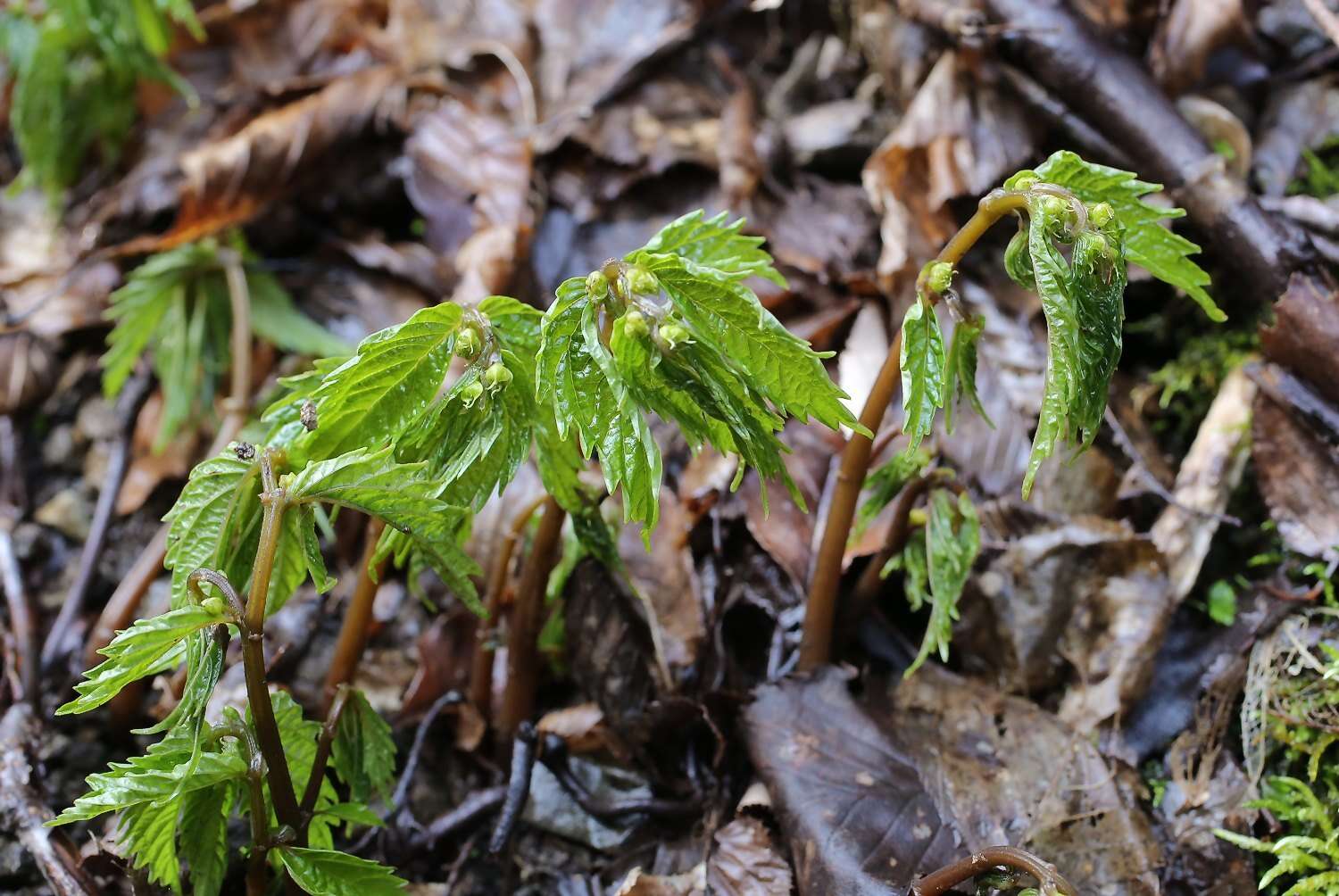 Image of Elatostema involucratum Franch. & Sav.