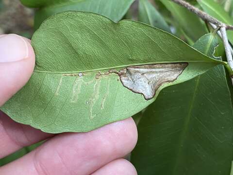 Image of Caloptilia sebastianiella (Busck 1900)