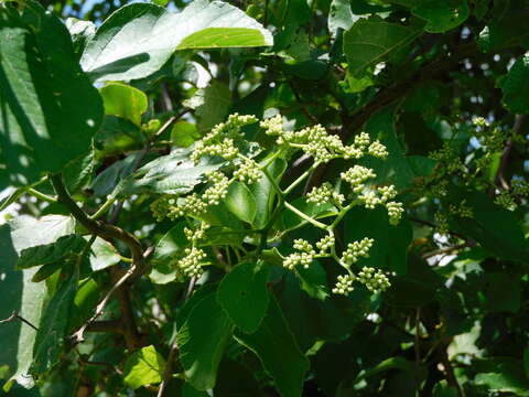 صورة Cordia dentata Poir.