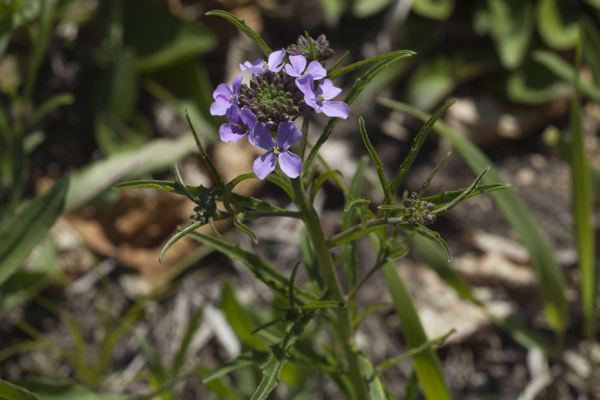 Imagem de Dontostemon dentatus (Bunge) Ledeb.