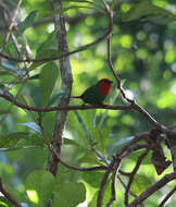 Image of Red-throated Parrot-Finch