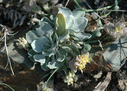 Image de Physaria chambersii Rollins