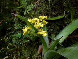 Image of Oncidium cheirophorum Rchb. fil.