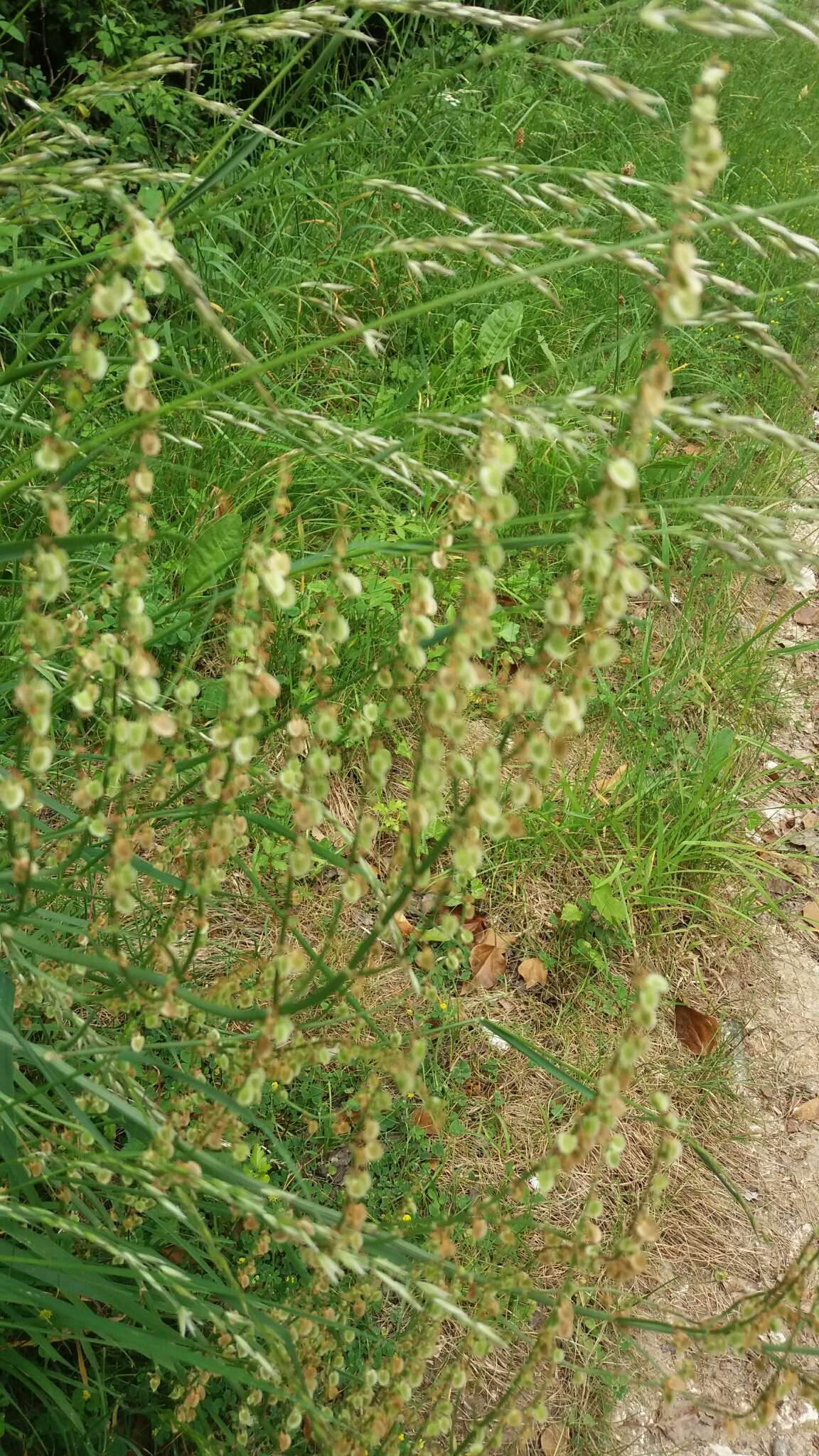 Plancia ëd Rumex acetosa L.