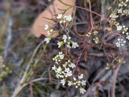 Image of Platysace heterophylla var. heterophylla