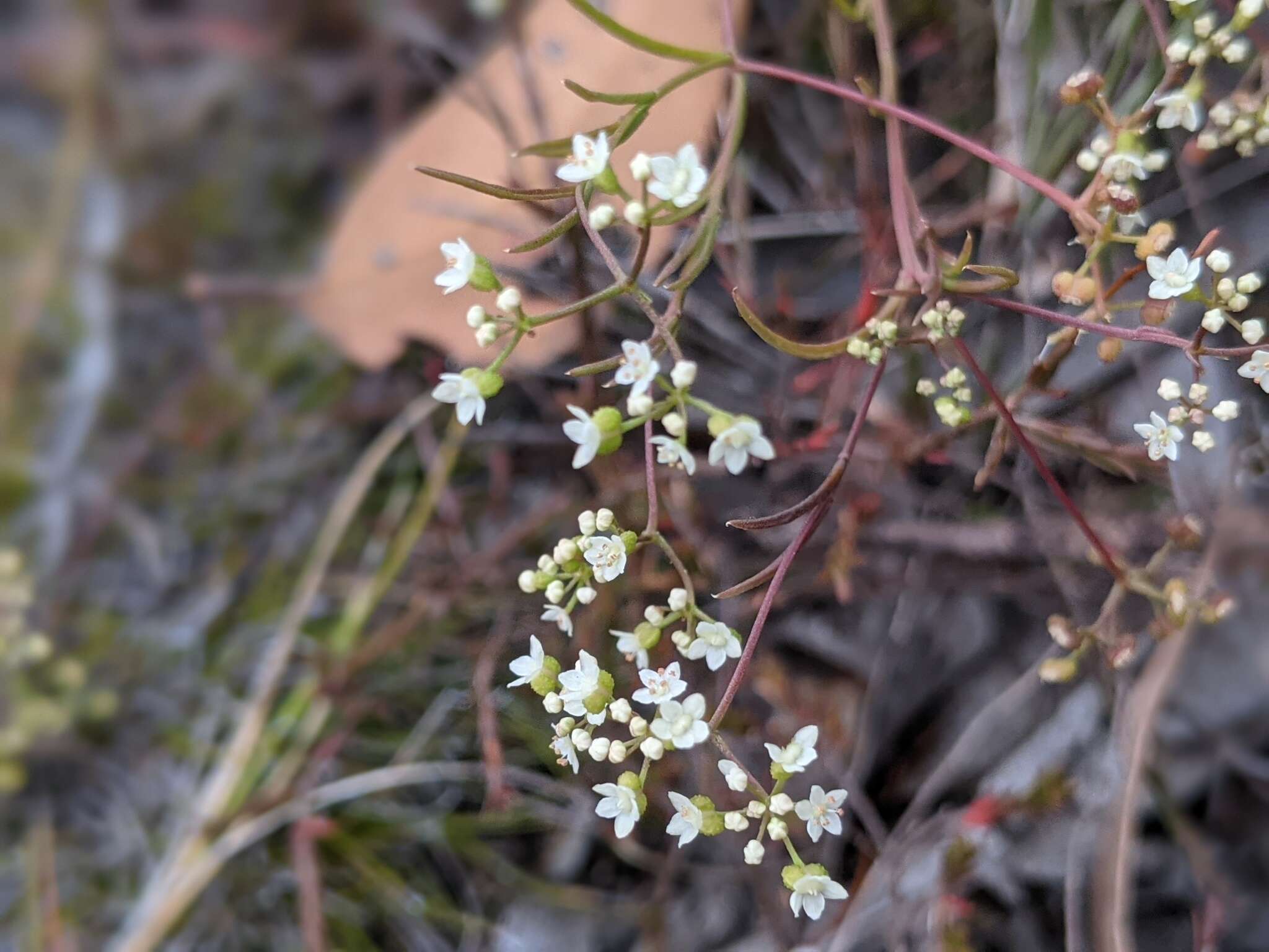 صورة Platysace heterophylla var. heterophylla