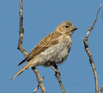 Image of Cassin's Finch