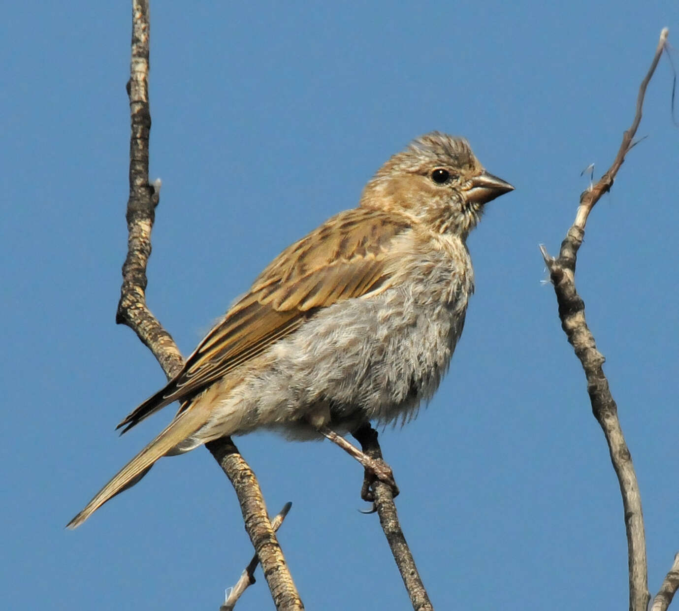 Image of Cassin's Finch