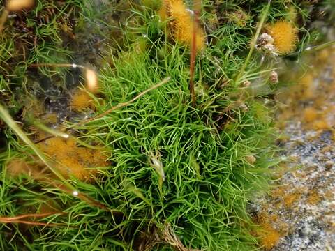 Image of distichium moss