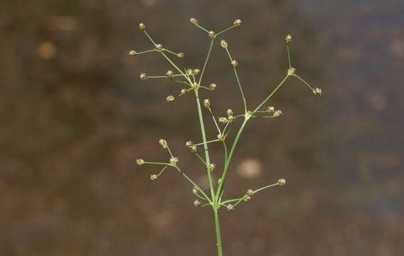 Image of Grass-Like Fimbristylis