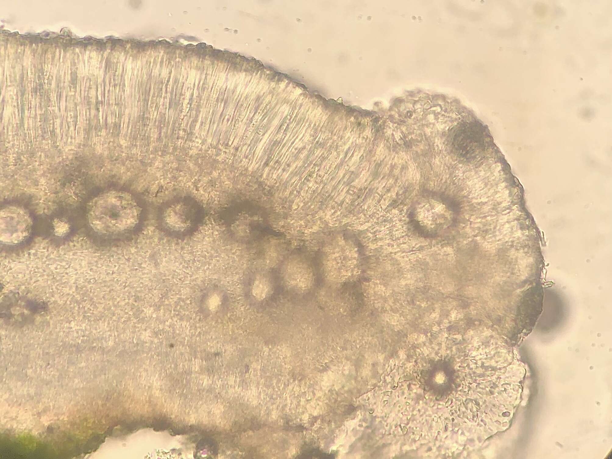 Image of Bacidia phyllopsoropsis R. C. Harris & Lendemer