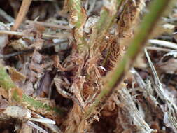 Imagem de Dryopteris oreades Fomin