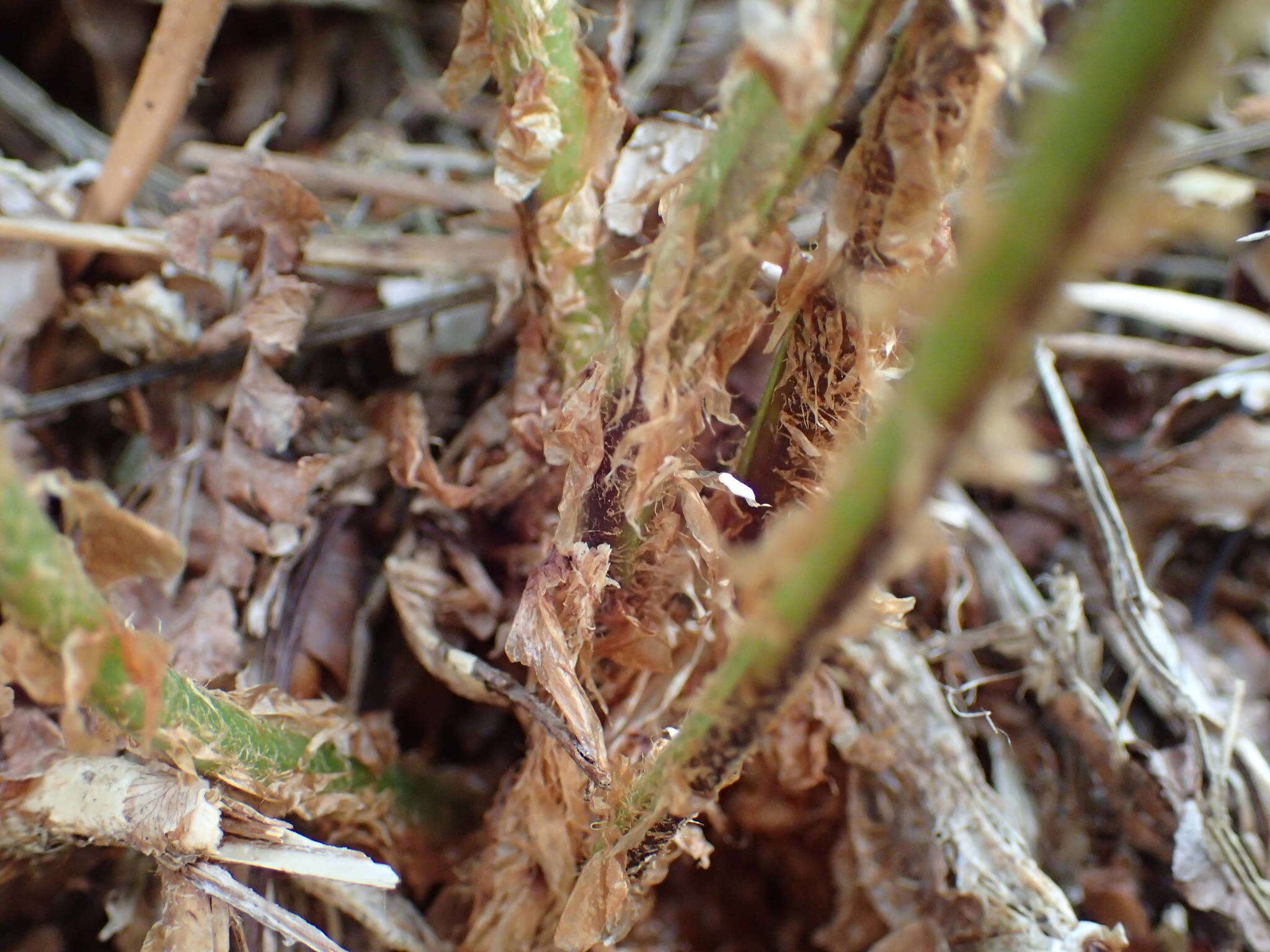 Imagem de Dryopteris oreades Fomin