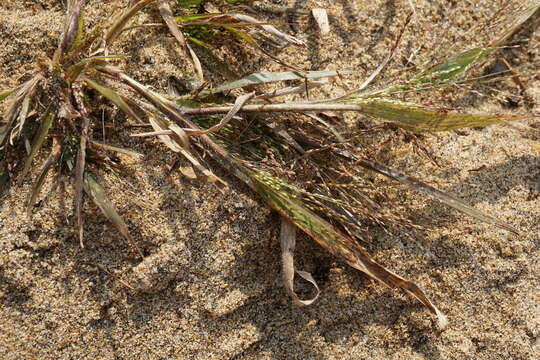 Image of Gattinger's Panic Grass