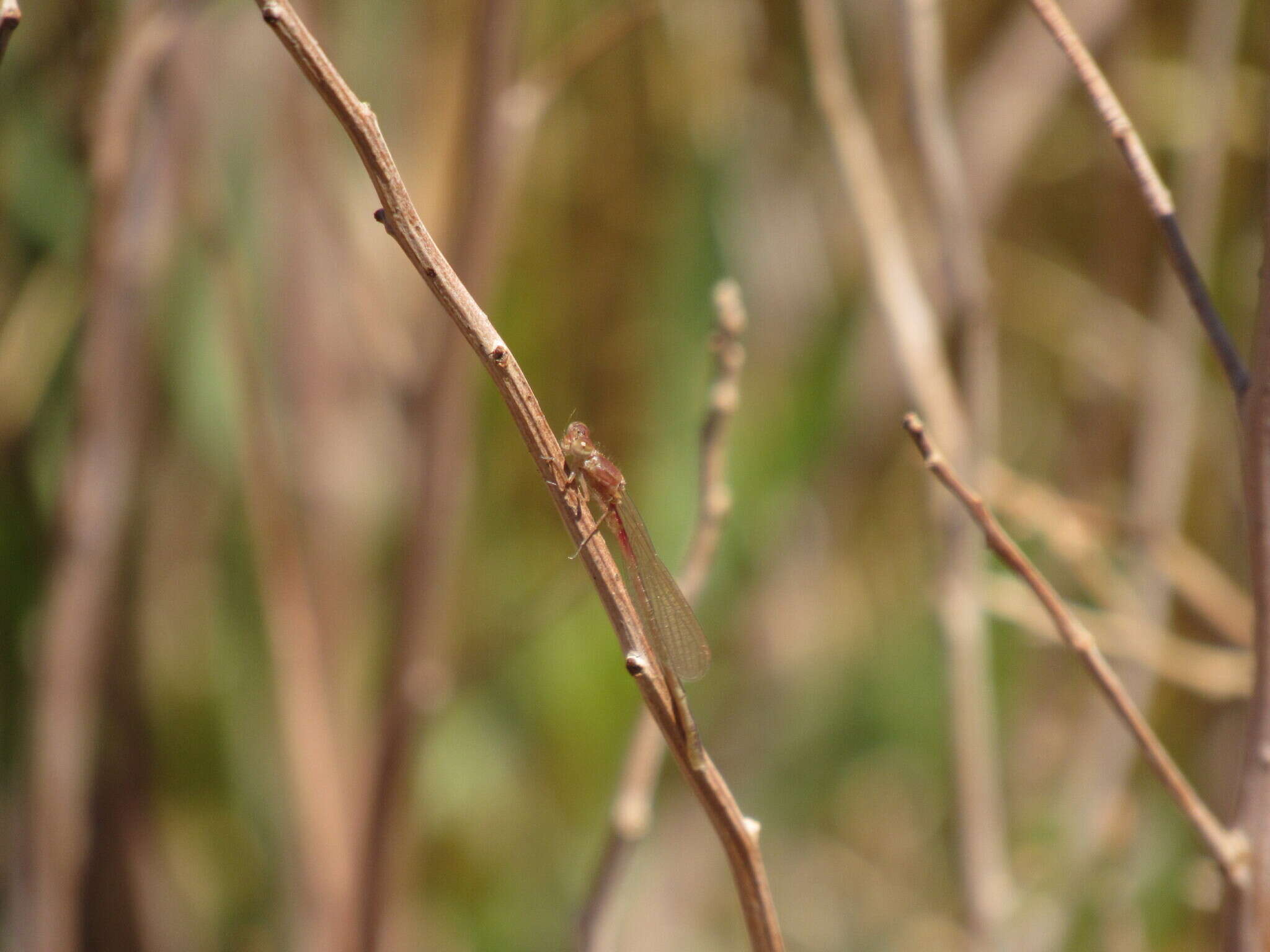 Image of Andinagrion peterseni (Ris 1908)