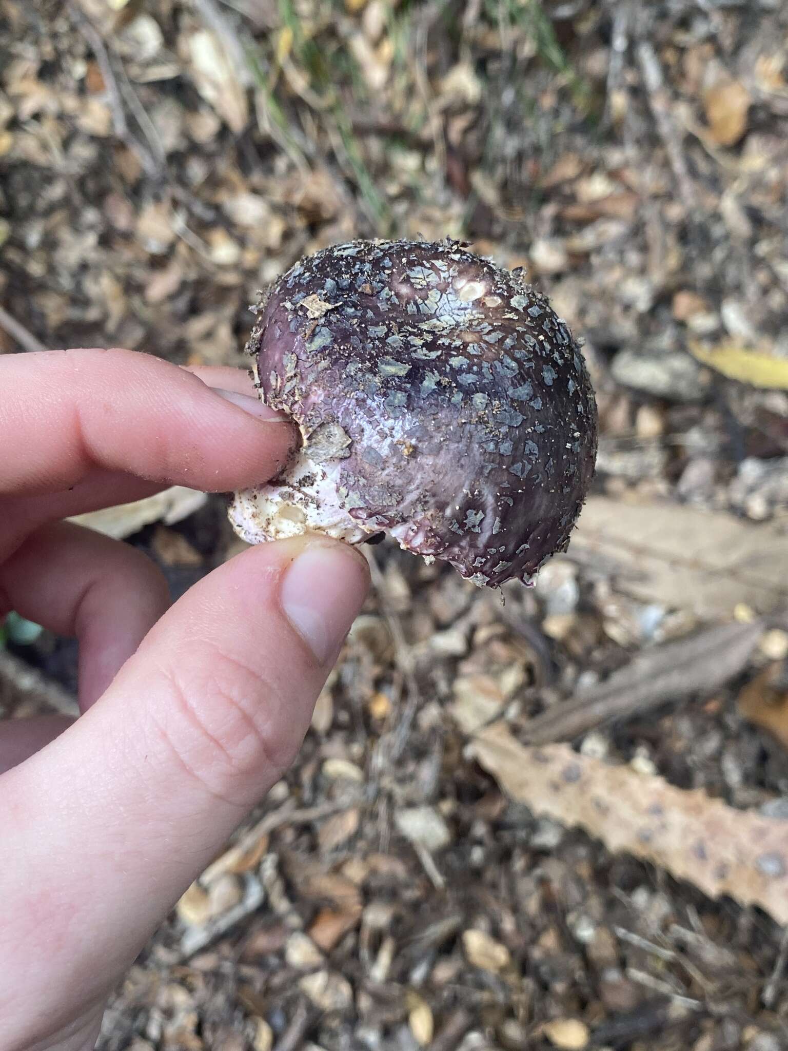 Image of Russula griseoviridis McNabb 1973