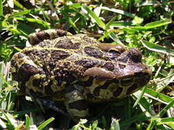 Image of Panther toad