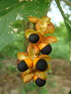 Image of Talisia macrophylla (C. Martius) Radlk.