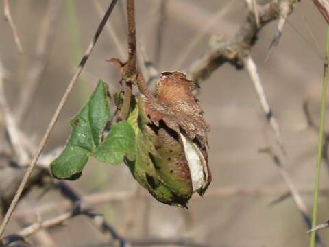 Image of Gossypium herbaceum subsp. africanum (Watt) Vollesen