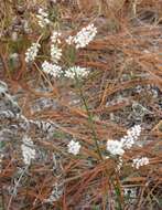 Polygonella robusta (Small) G. L. Nesom & V. M. Bates resmi