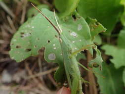 Image of Gonista bicolor (Haan 1842)