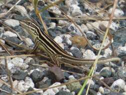 Image of Sierra Curlytail Lizard