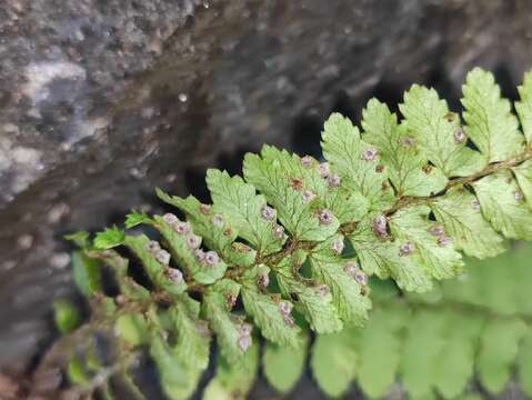 Image de Polystichum craspedosorum (Maxim.) Diels