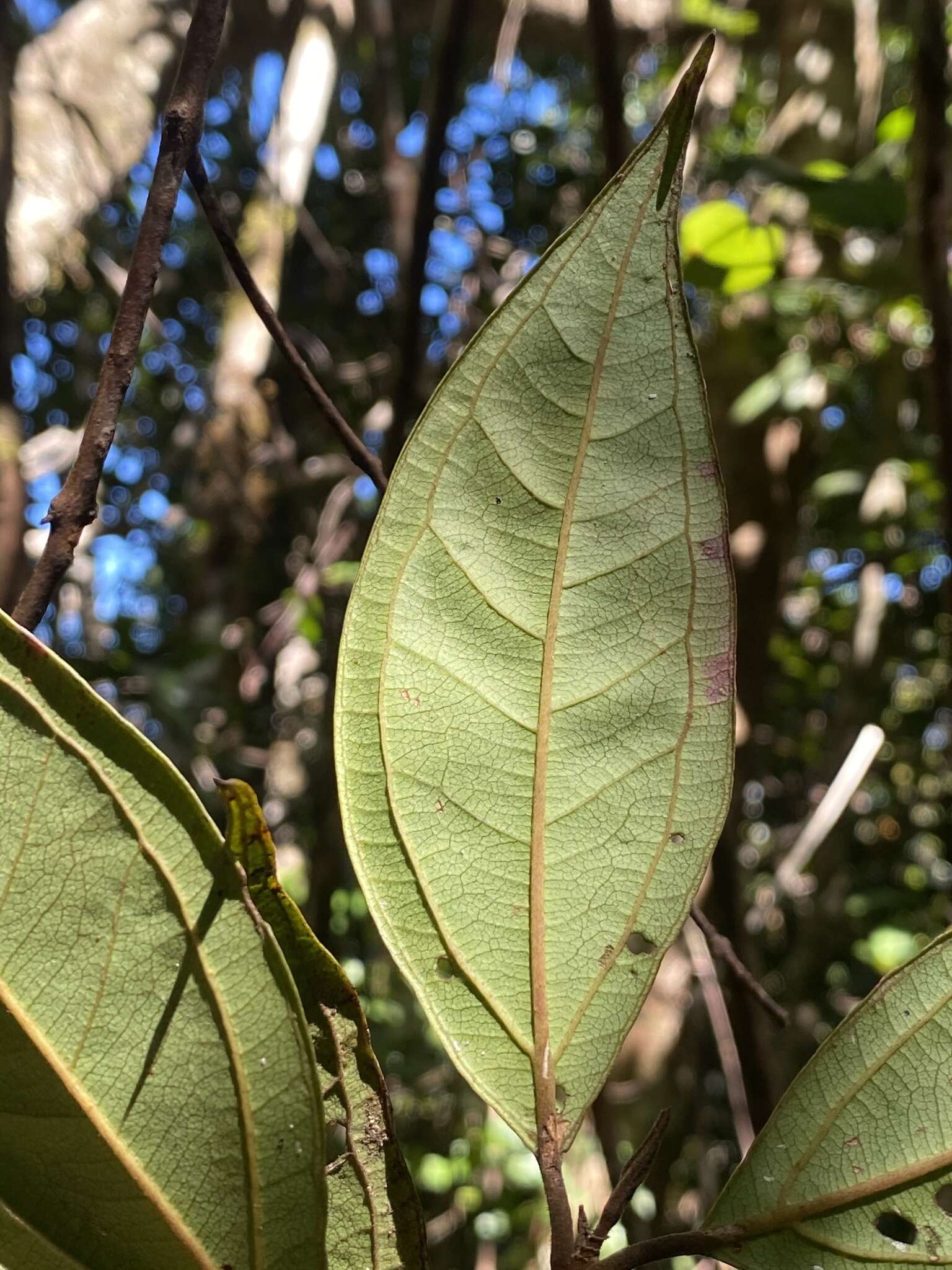 Sivun Rhodomyrtus pervagata G. P. Guymer kuva