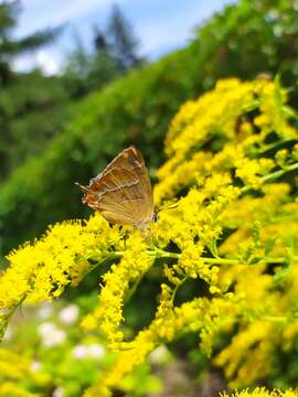 Image of Brown Hairstreak