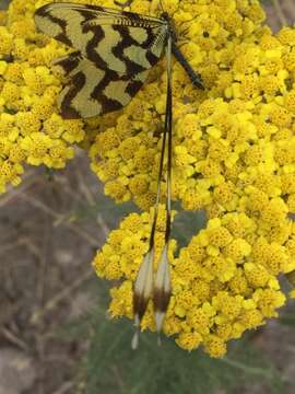 Image de Nemoptera sinuata Olivier 1811