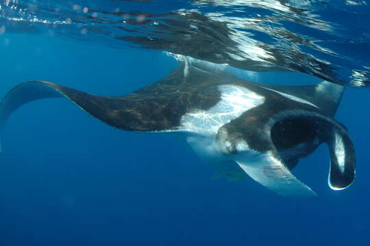 Image of Chevron Manta Ray