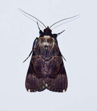 Image de Audea bipunctata Walker 1857