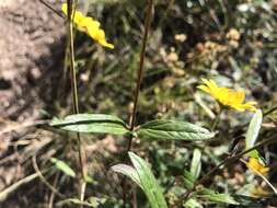 Image de Heliomeris multiflora Nutt.