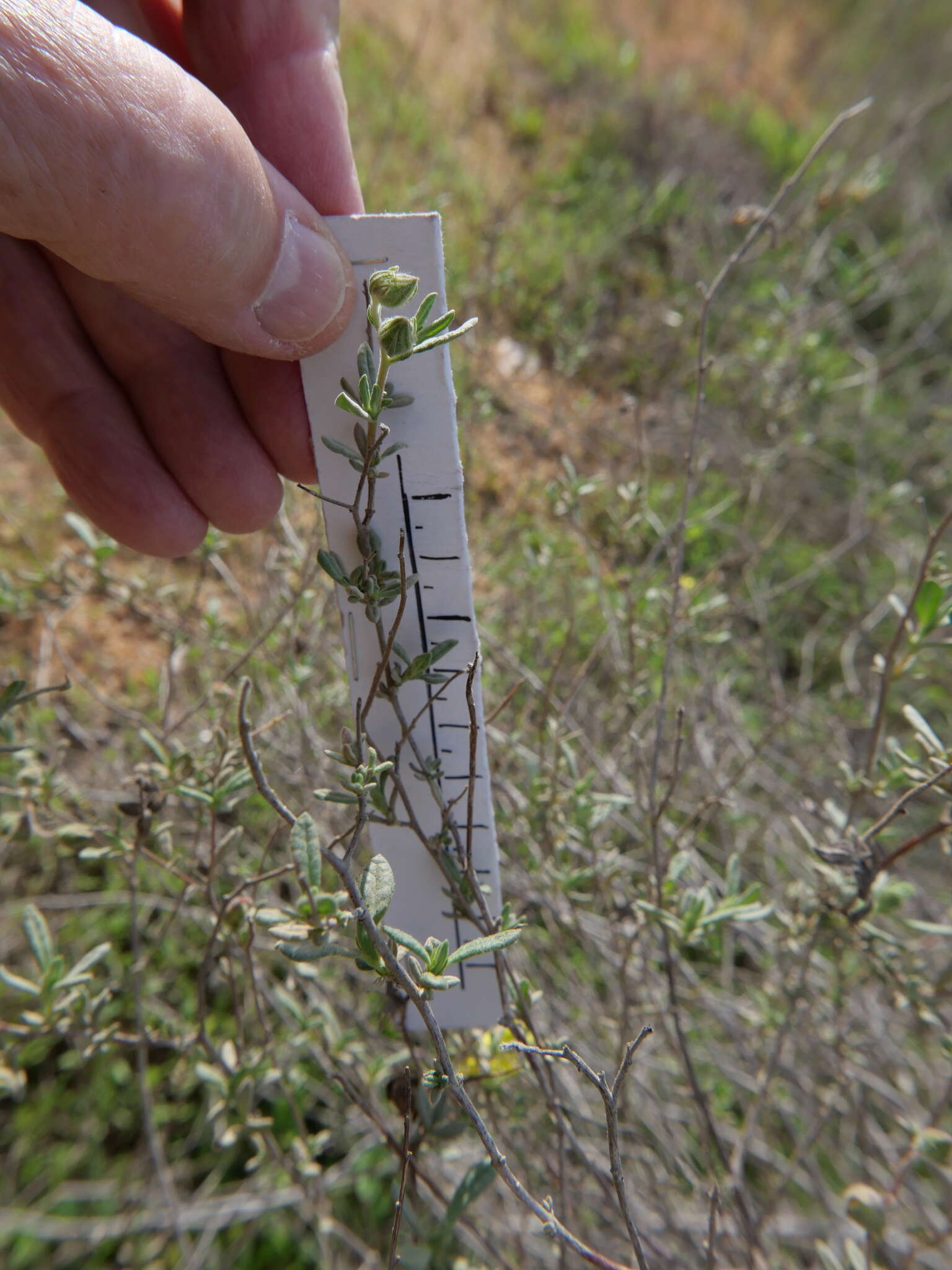 Image of Helianthemum stipulatum (Forsk.) C. Chr.