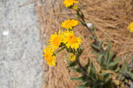 Image of Mexican alpinegold