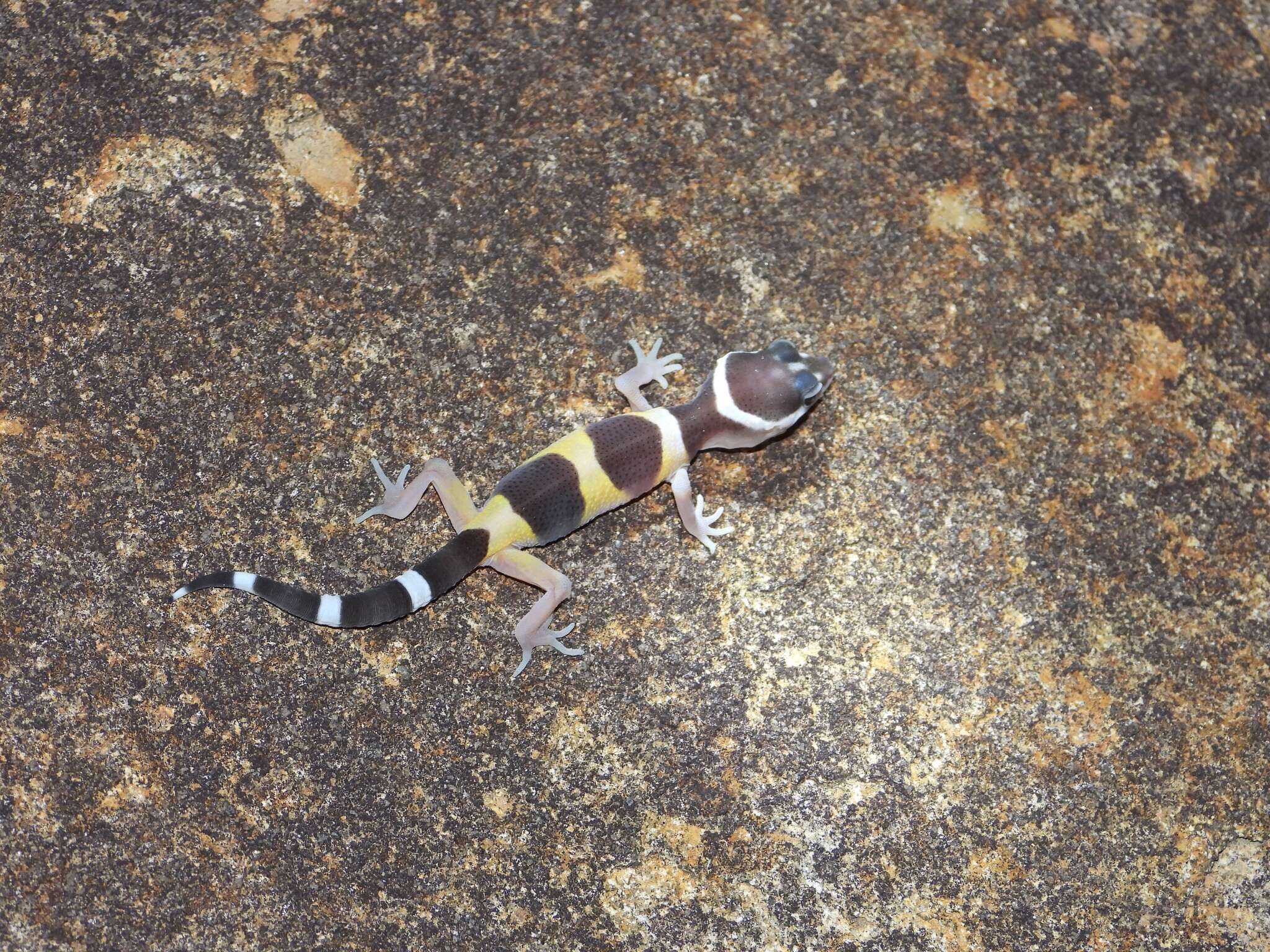 Image of Eublepharis satpuraensis Mirza, Sanap, Raju, Gawai & Ghadekar 2014