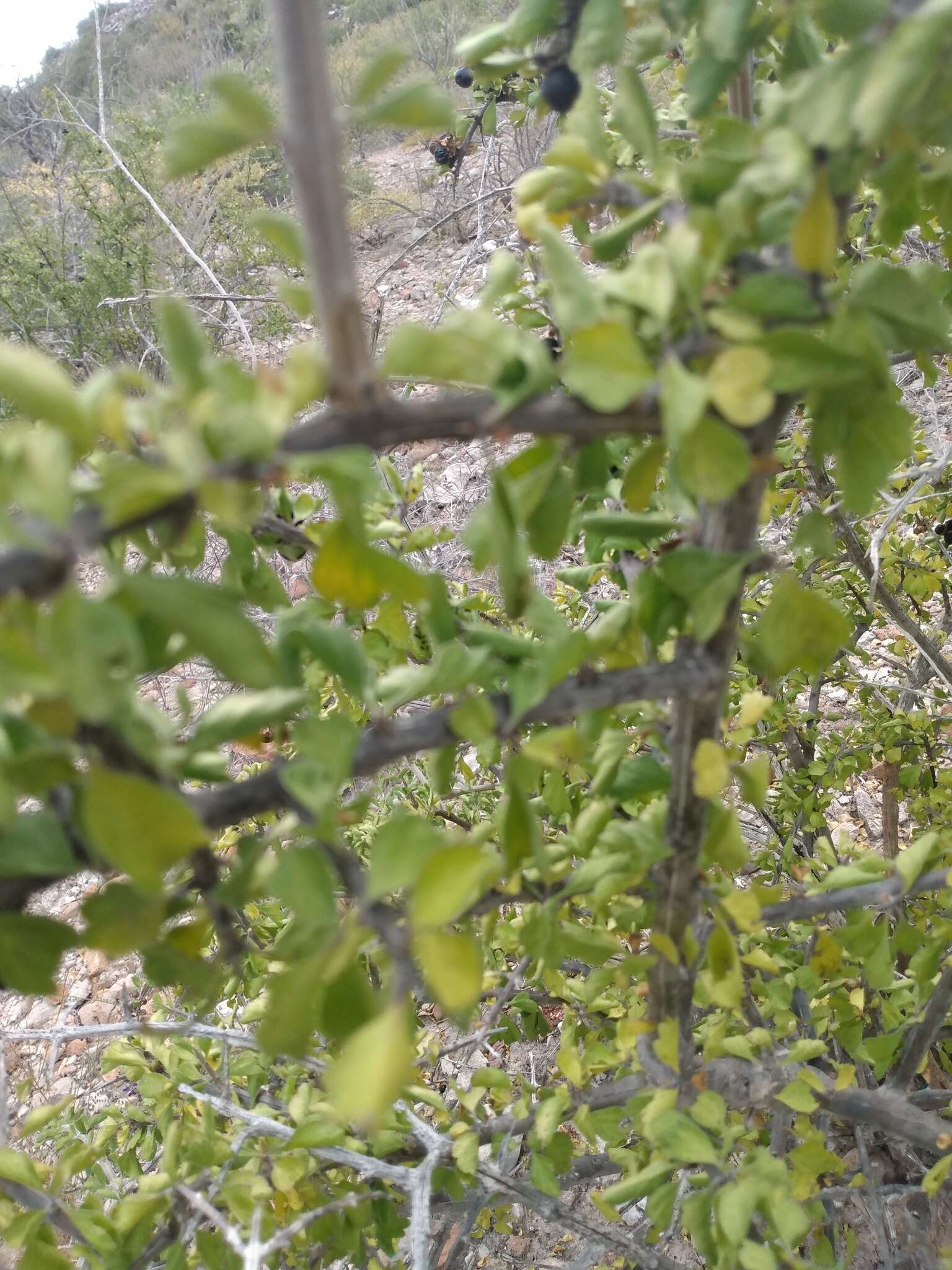 Image of Citharexylum flabellifolium S. Watson