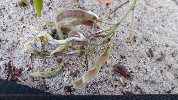 صورة Mundulea laxiflora Baker