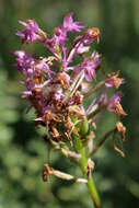 Image of Anacamptis pyramidalis var. pyramidalis