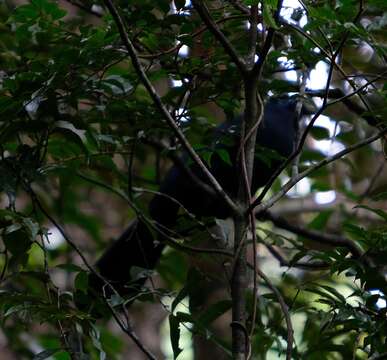 Plancia ëd Coua caerulea (Linnaeus 1766)