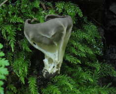 Image of Helvella griseoalba N. S. Weber 1972