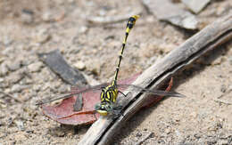 Image of Austrogomphus australis Selys 1854