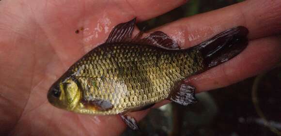 Image of Crucian Carp