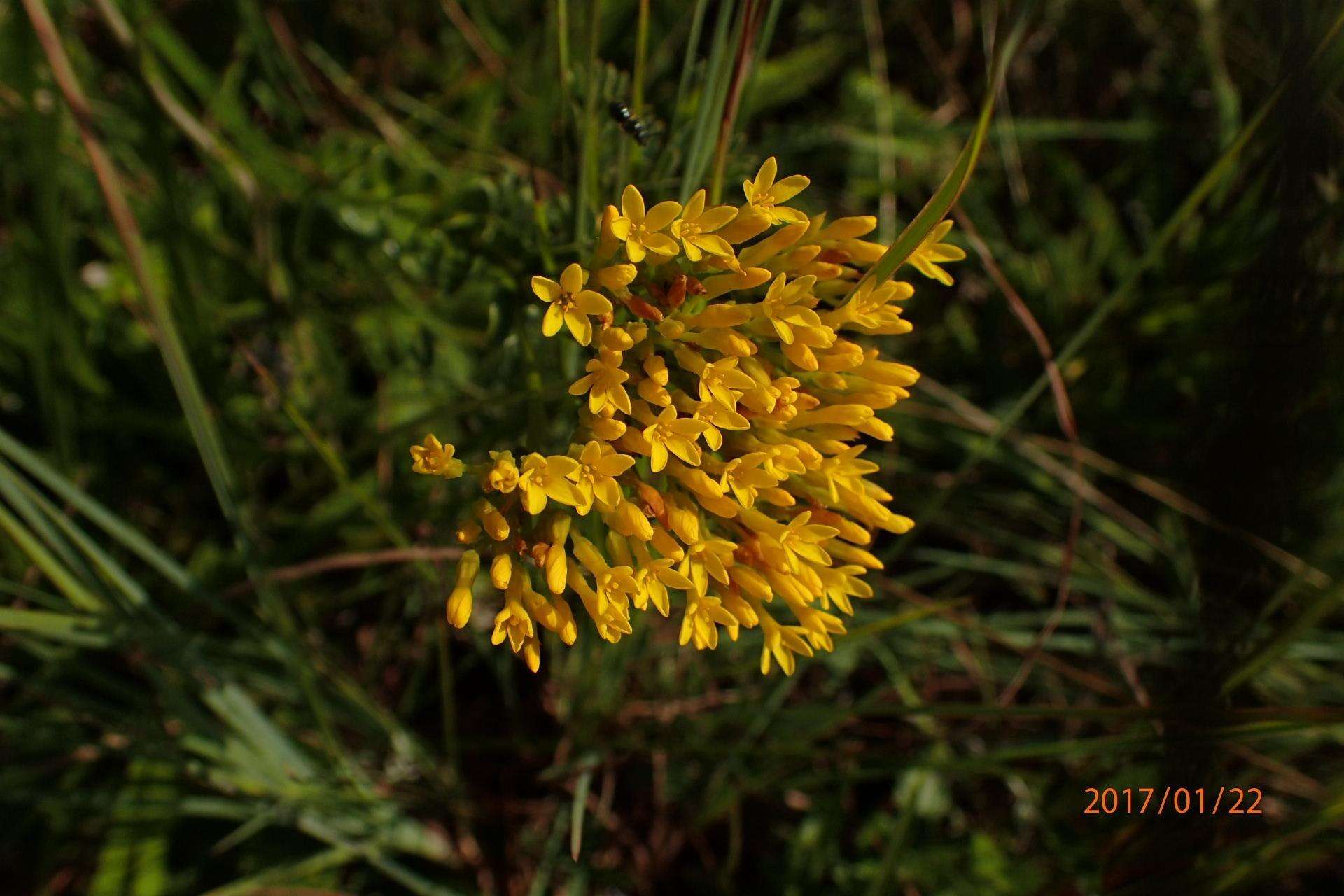 Image of Sebaea natalensis (Schinz) Schinz