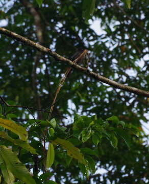 Image of Pink-throated Becard