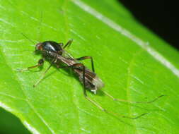 Image of Heteromyia prattii Coquillett 1902