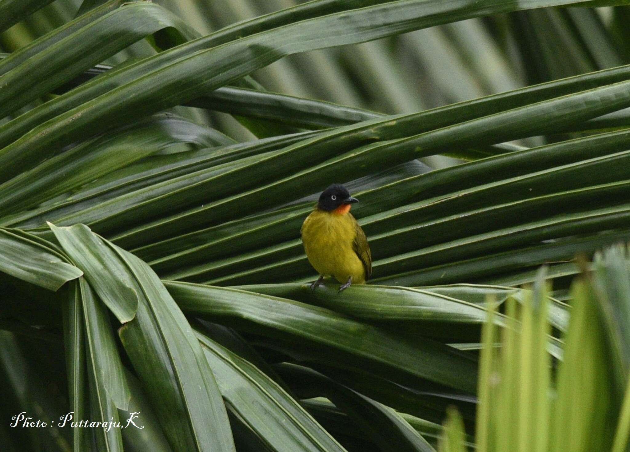 Image of Flame-throated Bulbul