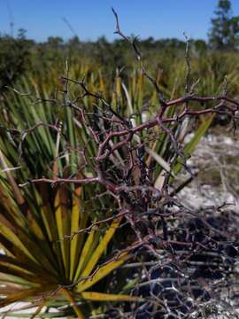 Image of scrub plum