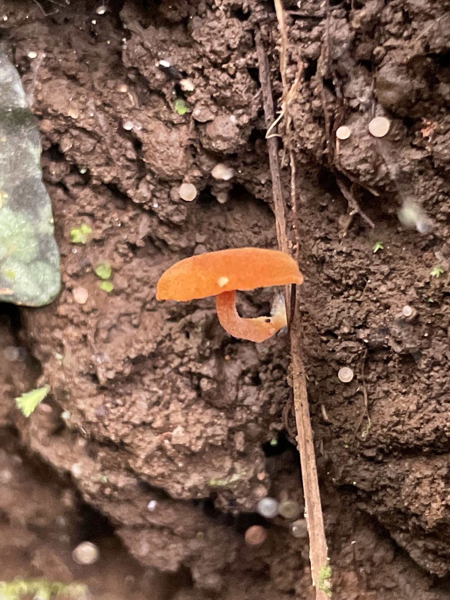 Image de Lactocollybia aurantiaca Singer 1952